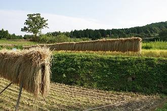 自然002 画像:自然002