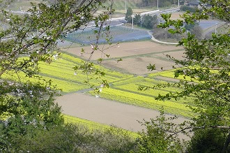 自然036 画像:自然036