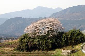 自然037 画像:自然037
