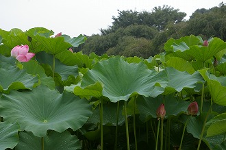歴史遺産015 画像:歴史遺産015